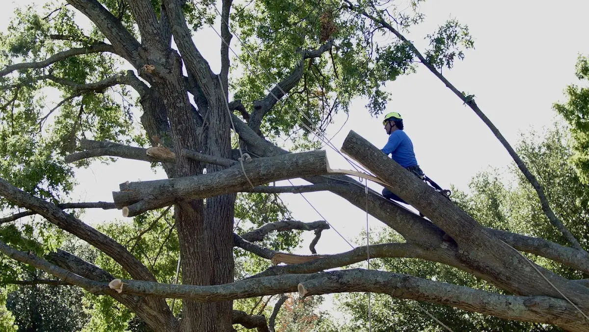 Professional Crown Thinning performed by certified arborists in Mayo